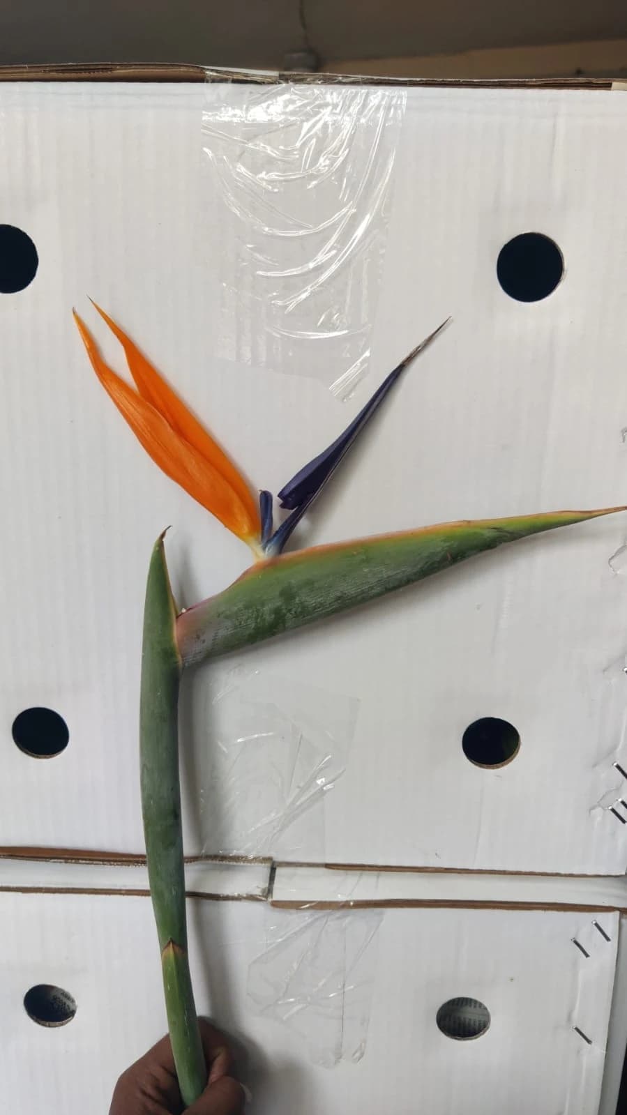 Orange Bird of Paradise