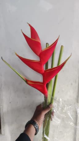 Red Heliconia 1