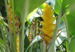 Orange & Yellow Heliconia 1