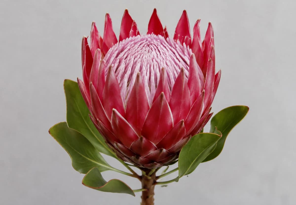 Pink & Red Protea