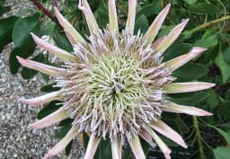 Pink King Protea 1