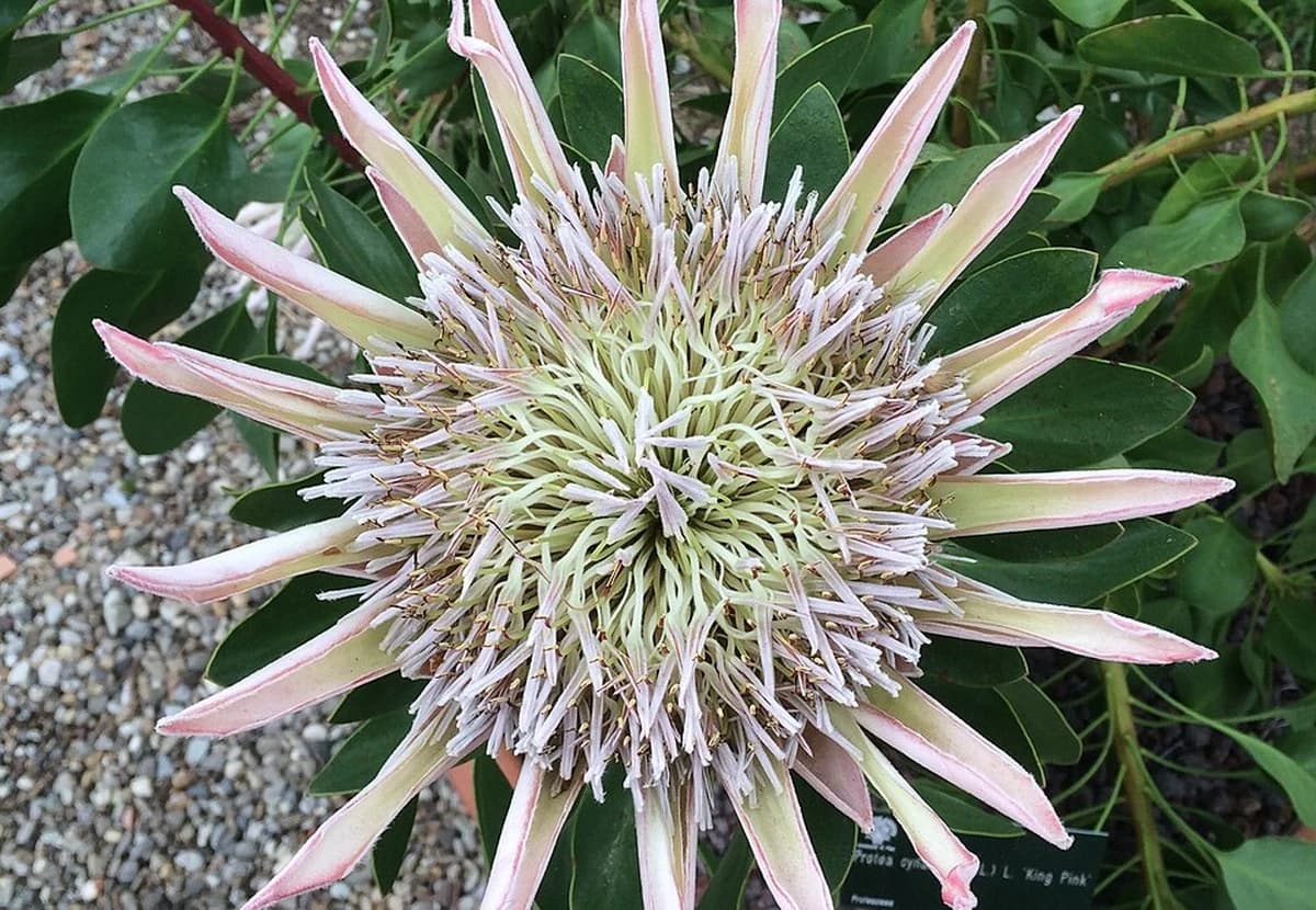Pink King Protea