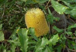 Yellow & Orange Banksia 1