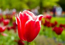 Red Single Tulip 1