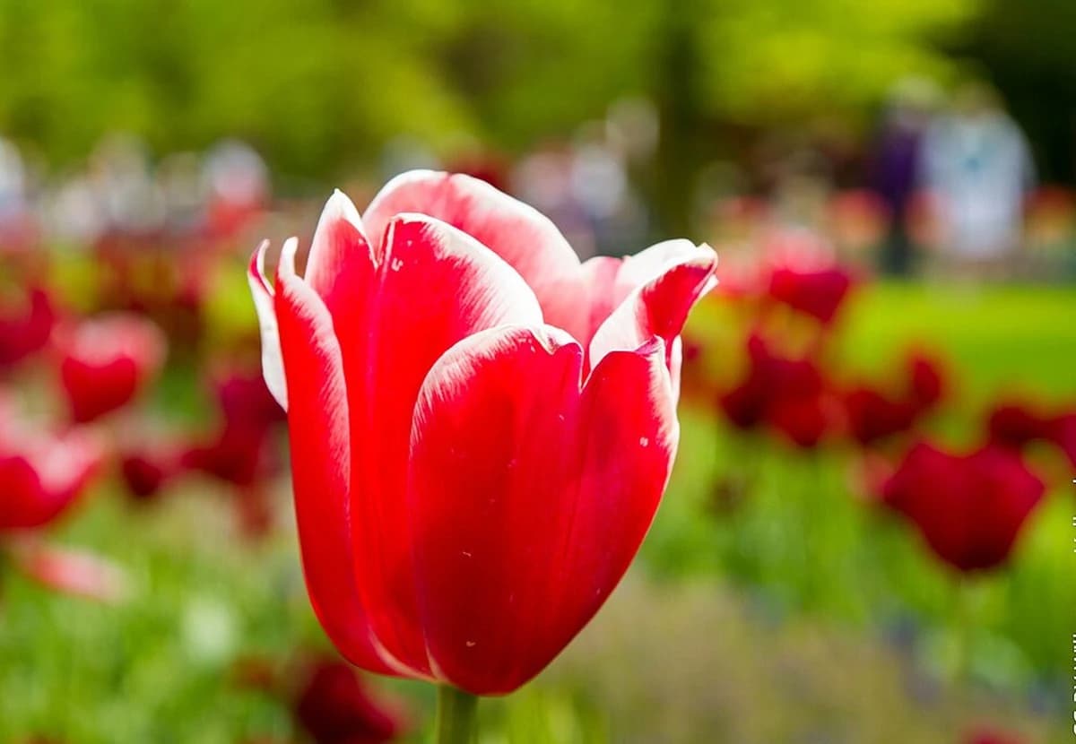 Red Single Tulip