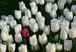 White Single Tulip 1