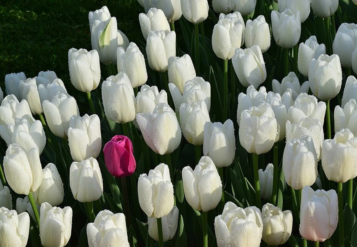 White Single Tulip