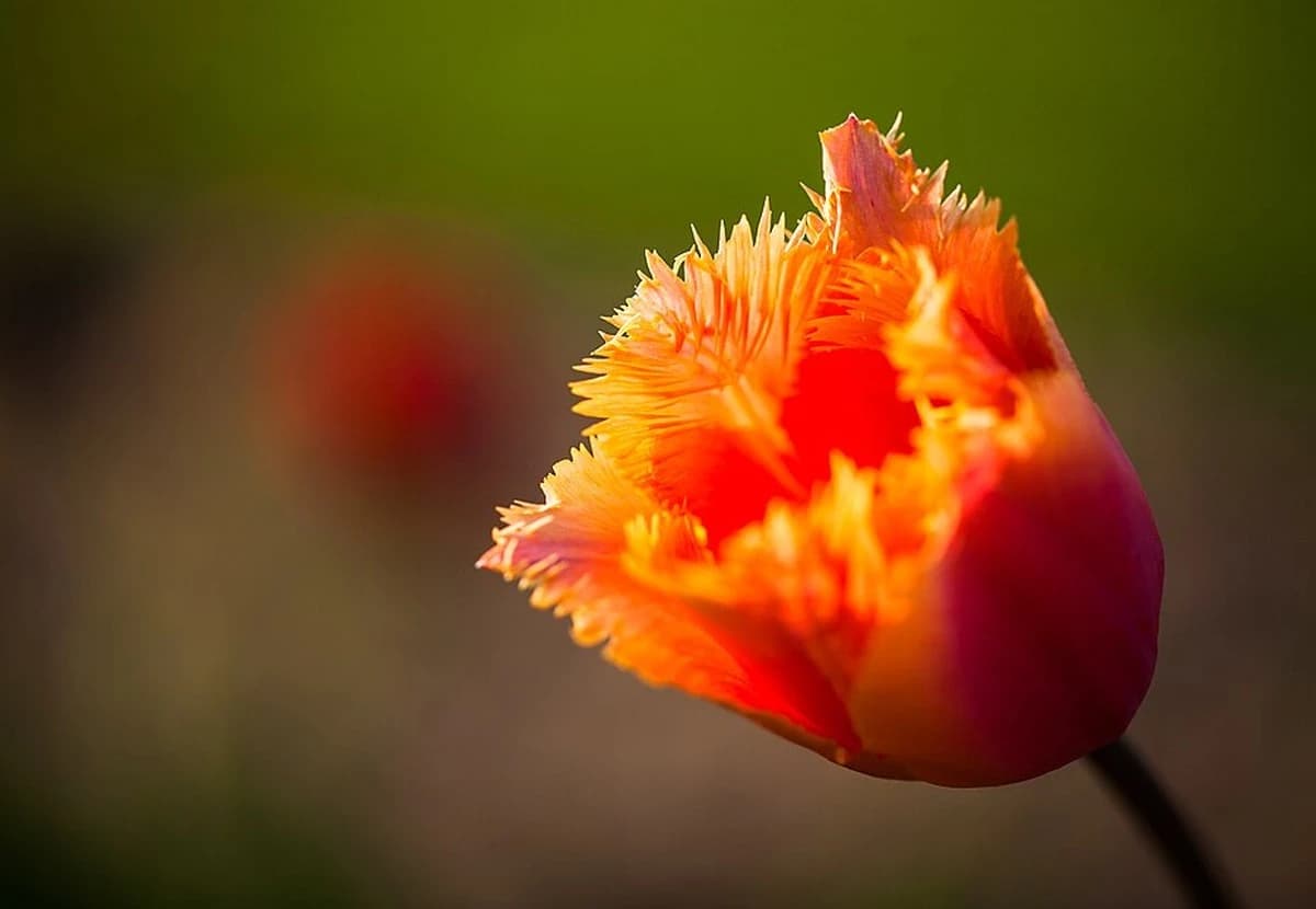 Orange Single Tulip