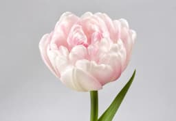 White & Pink Double Tulip 1