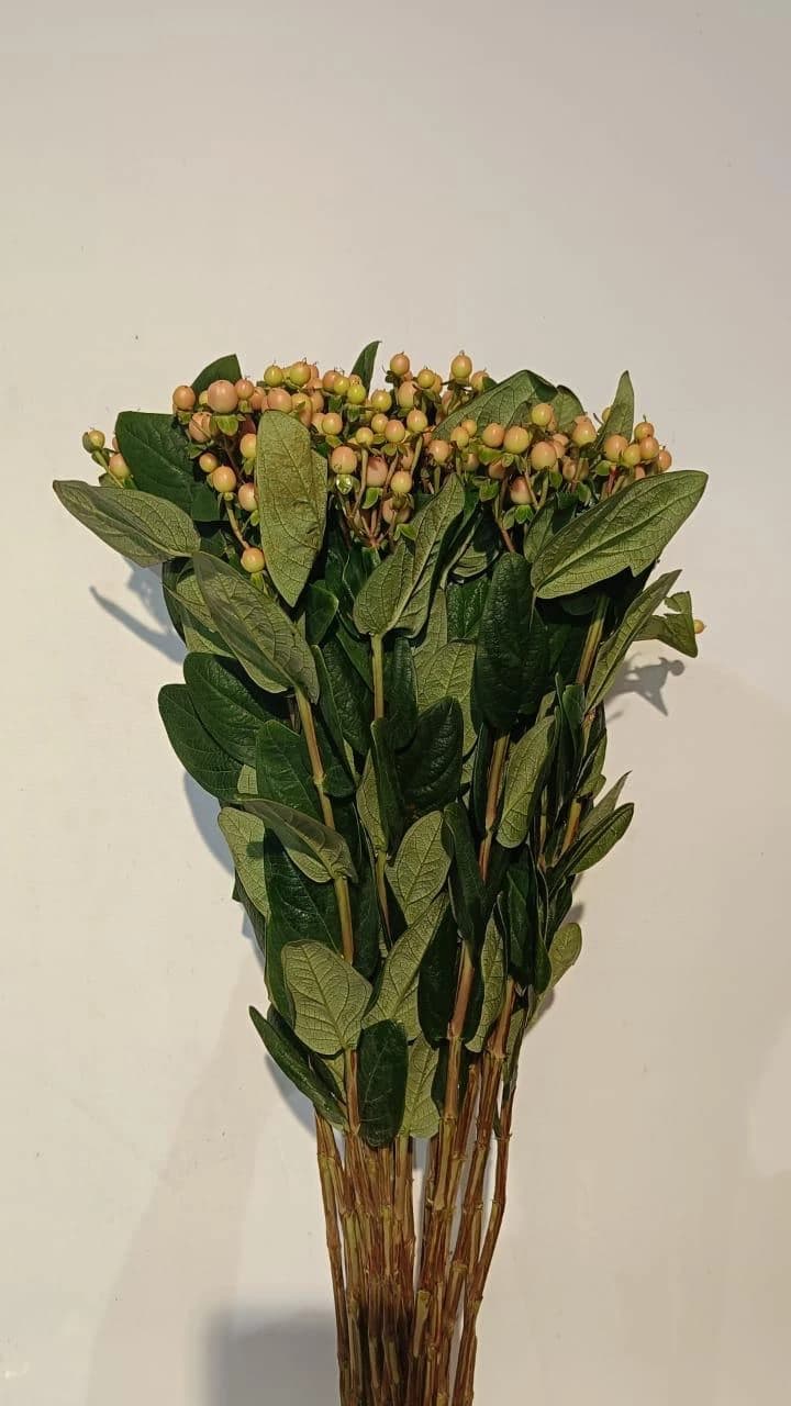 Peach Hypericum Berries