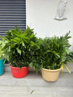 Green Fishtail Palm Foliage 1