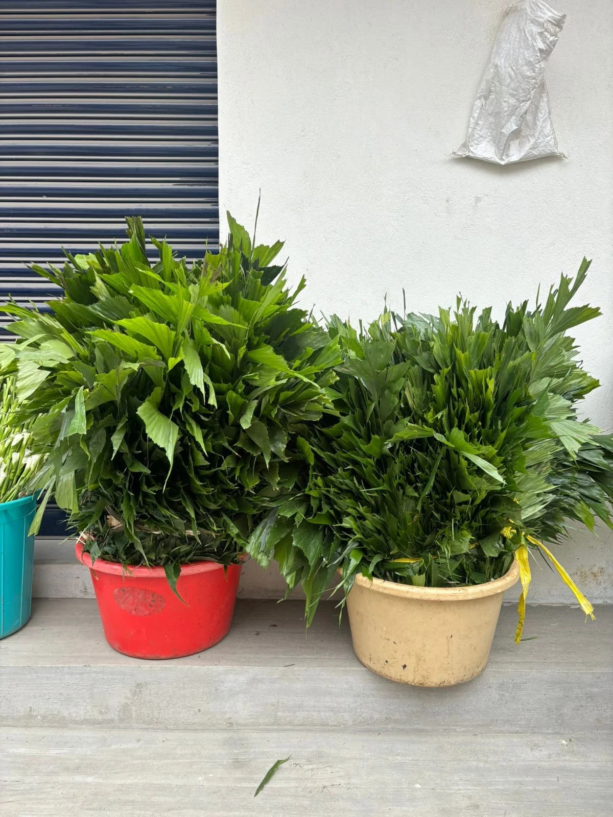 Green Fishtail Palm Foliage