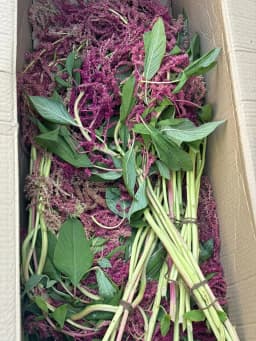 Burgundy Hanging Amaranthus 2