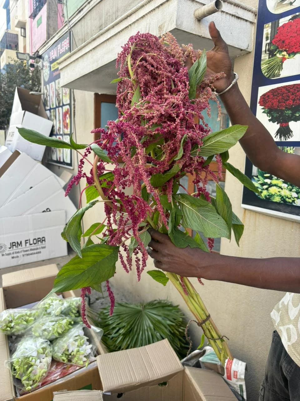 Burgundy Hanging Amaranthus