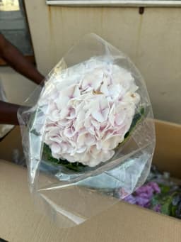 Pale Pink Hydrangea 1