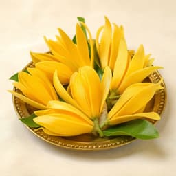 Yellow Sampangi 3