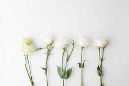 White Roses 2