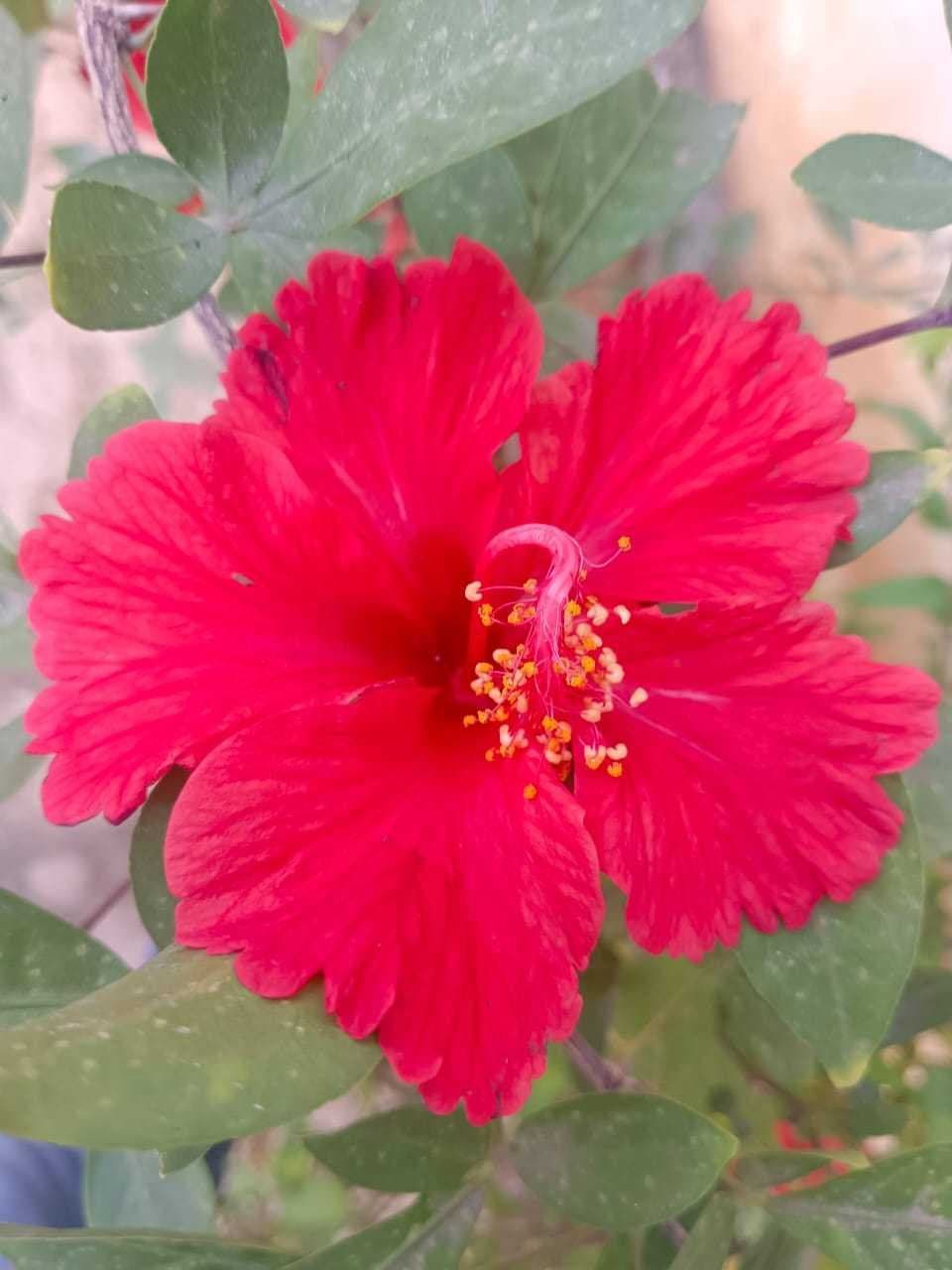 Red Mandaram