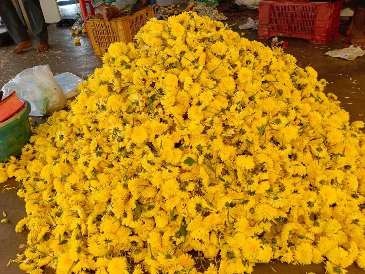 Yellow Chamanthi