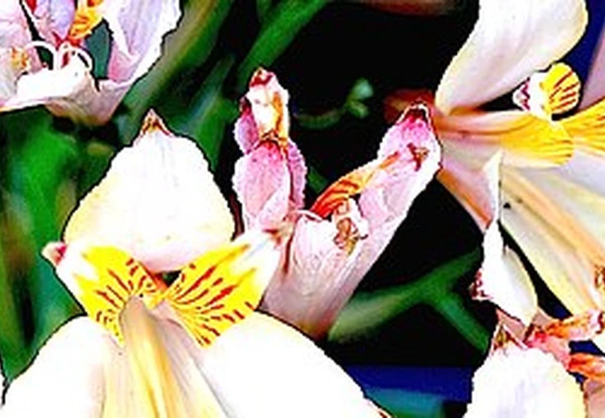 White Alstroemeria