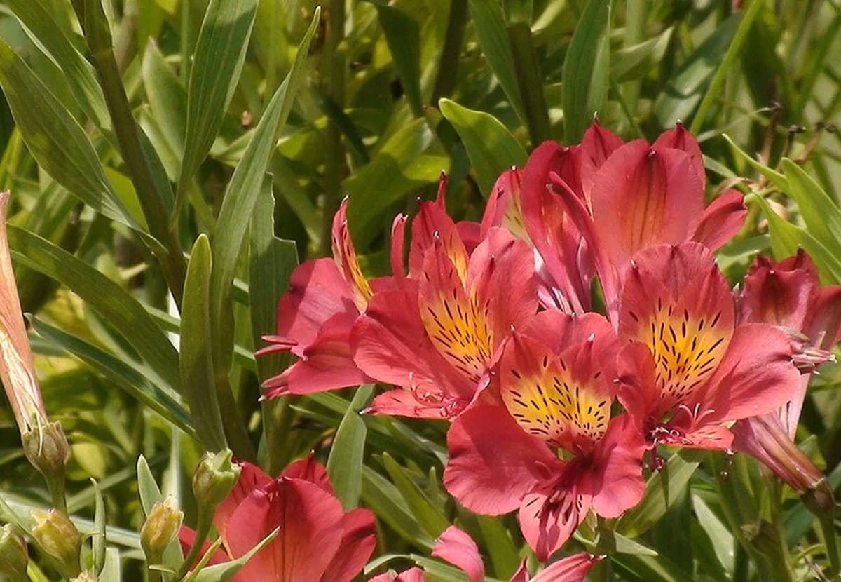 Red Alstroemeria