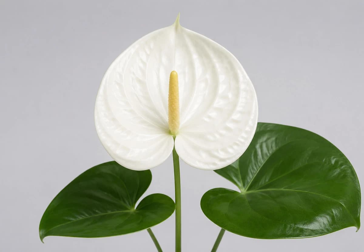 White Anthurium