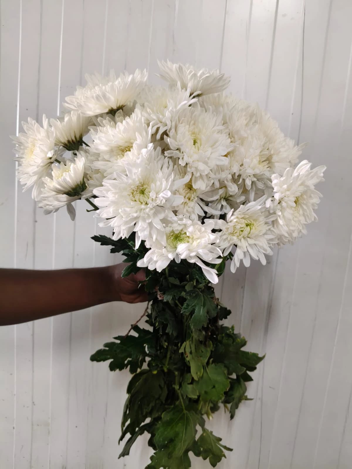 White Standard Chrysanthemum