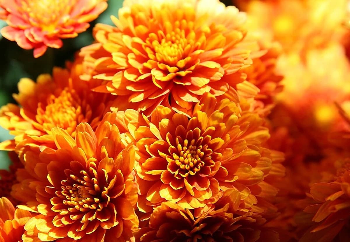Orange Spray Chrysanthemum