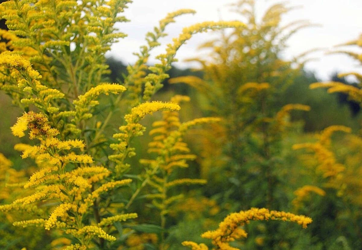 Yellow Solidago