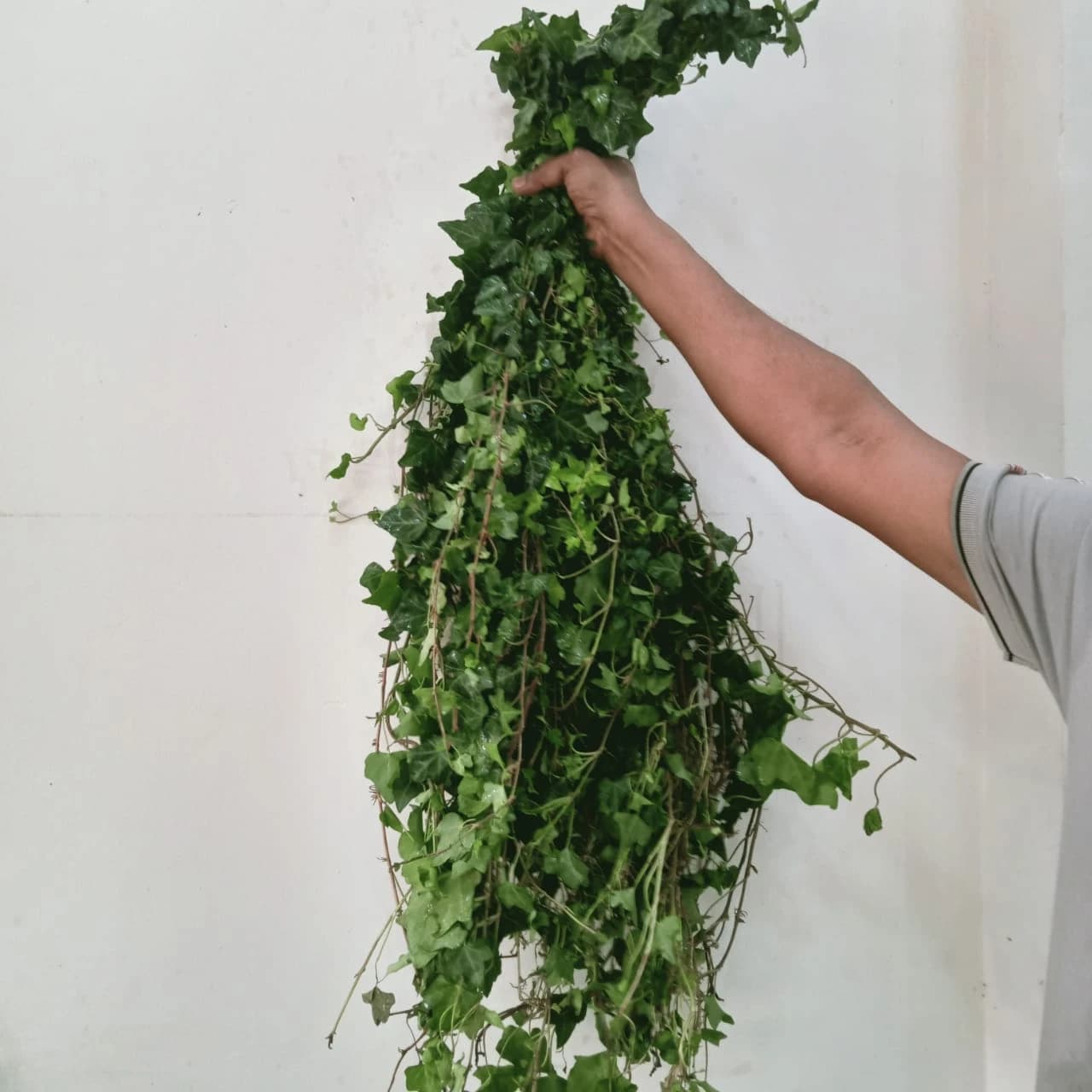 Green English Ivy