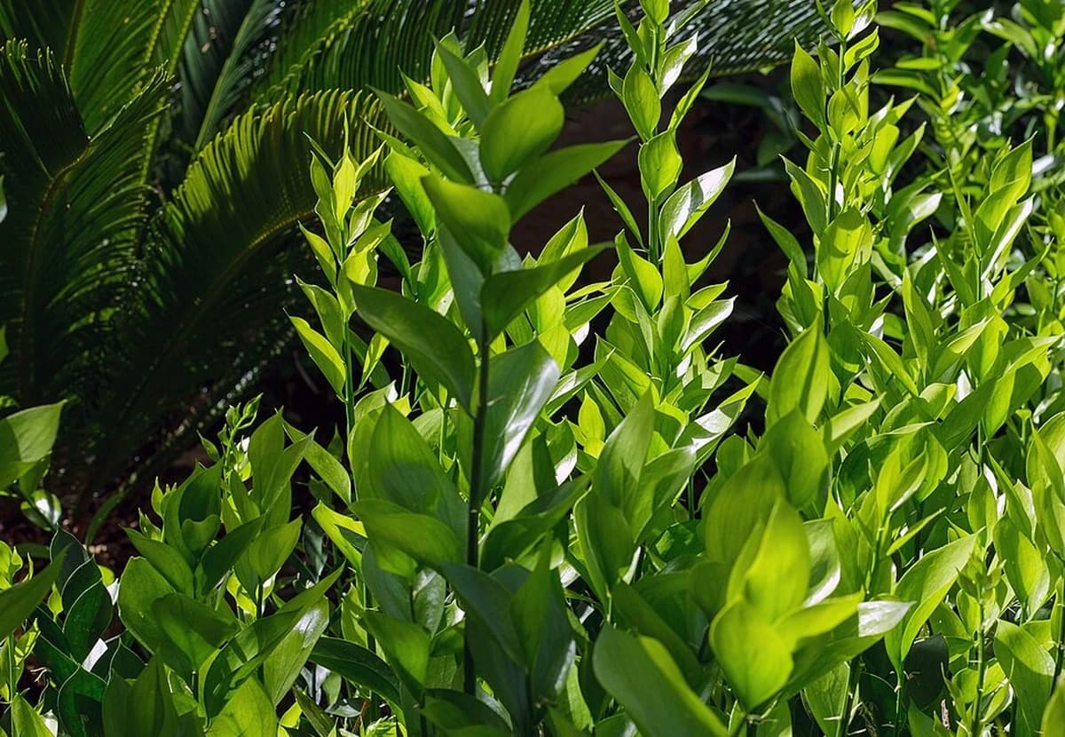 Green Ruscus