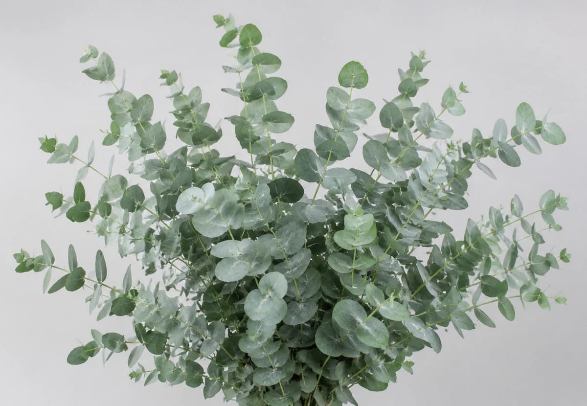 Green & Silver Eucalyptus