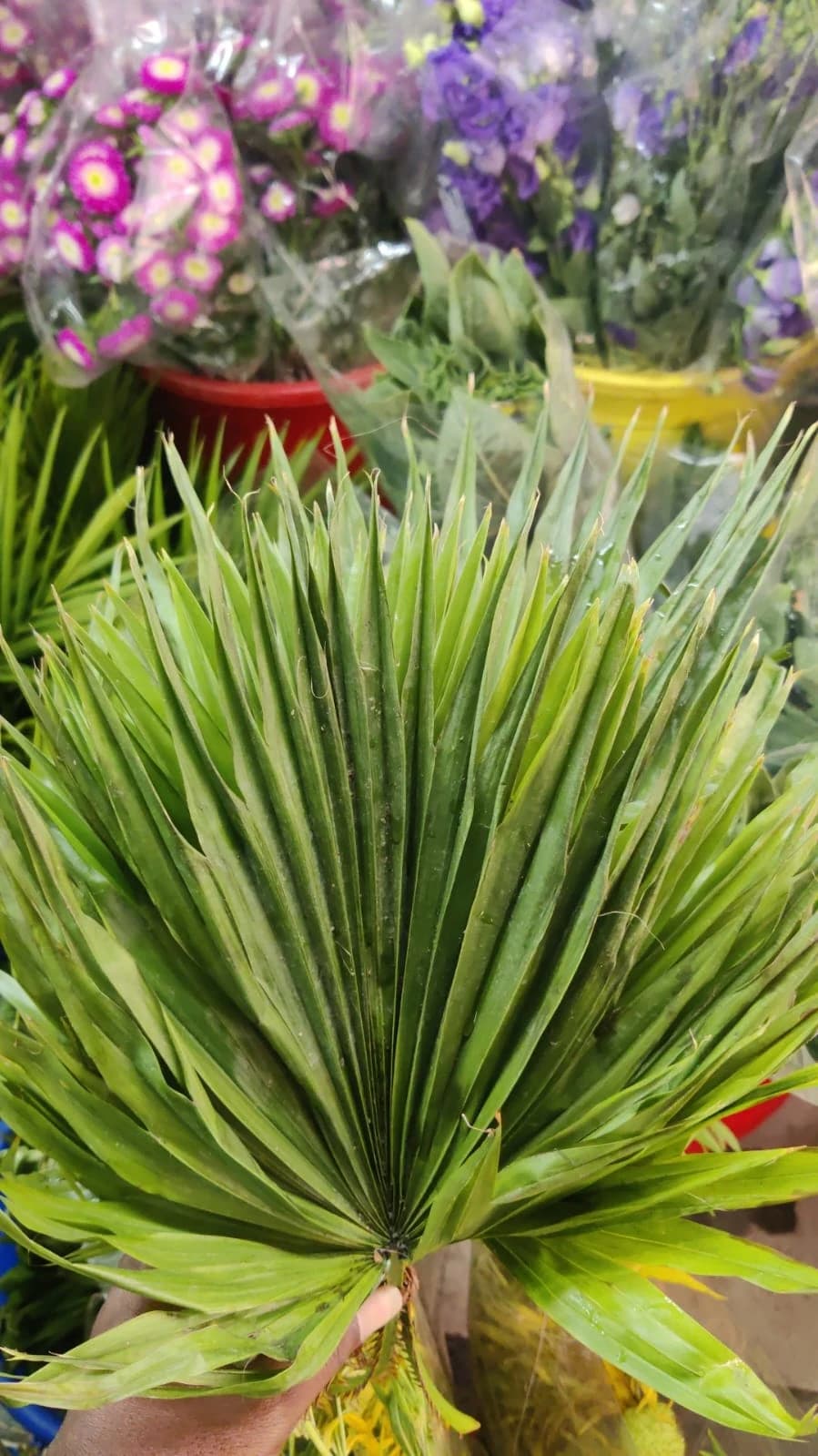 Green Fan Palm