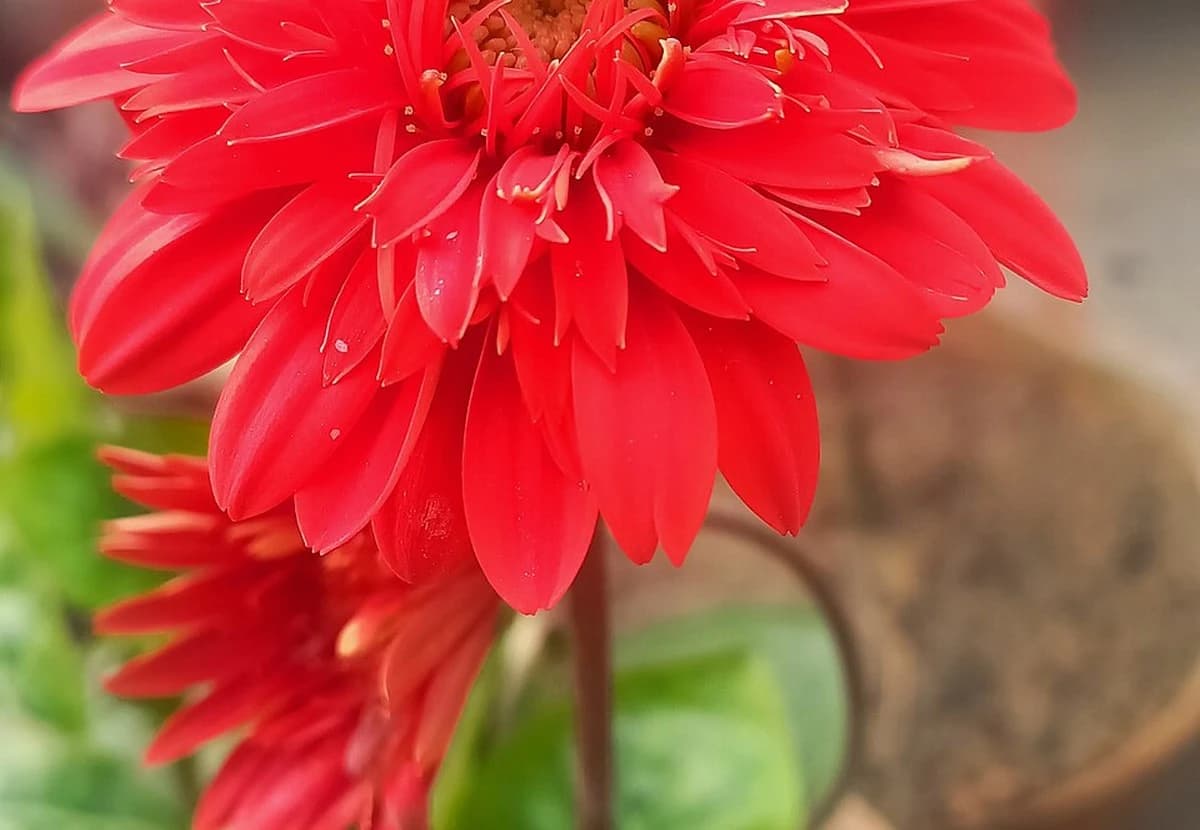 Red Standard Gerbera