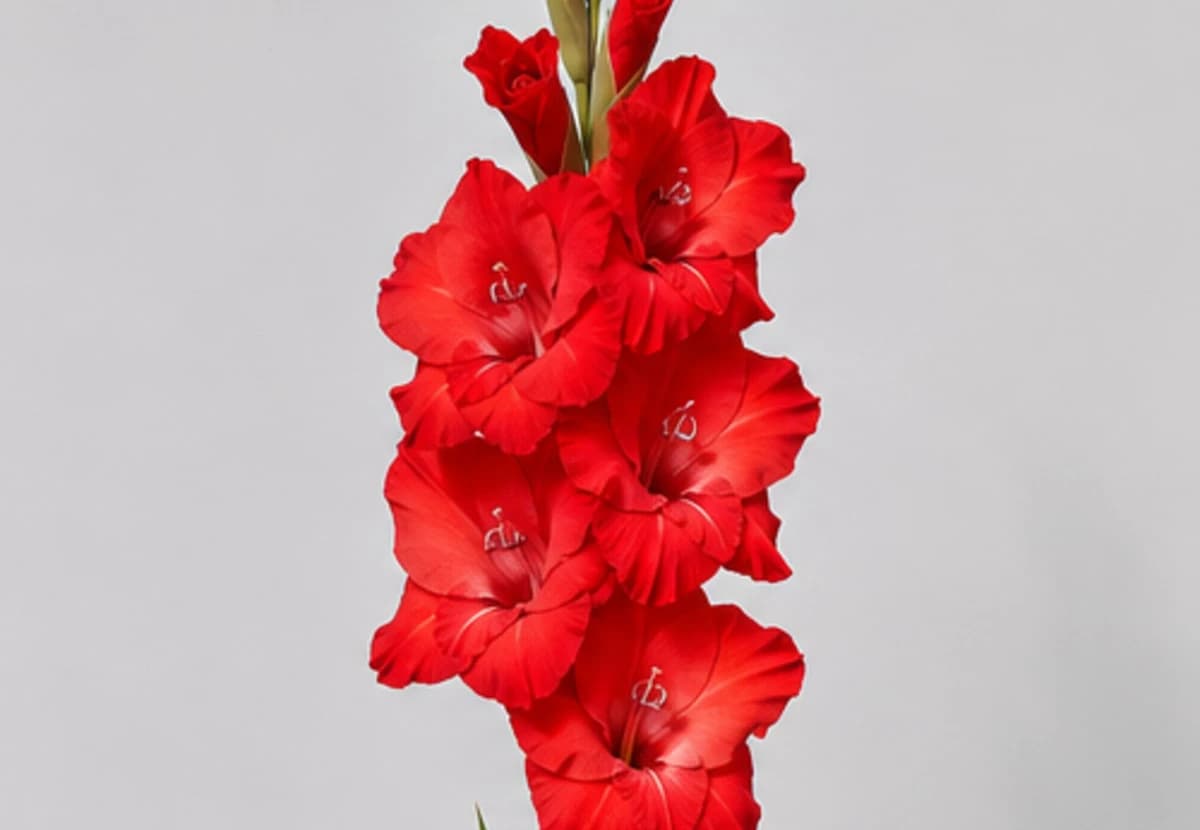 Red Gladiolus