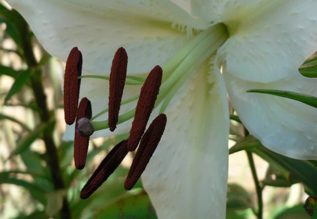 White Asiatic Lily