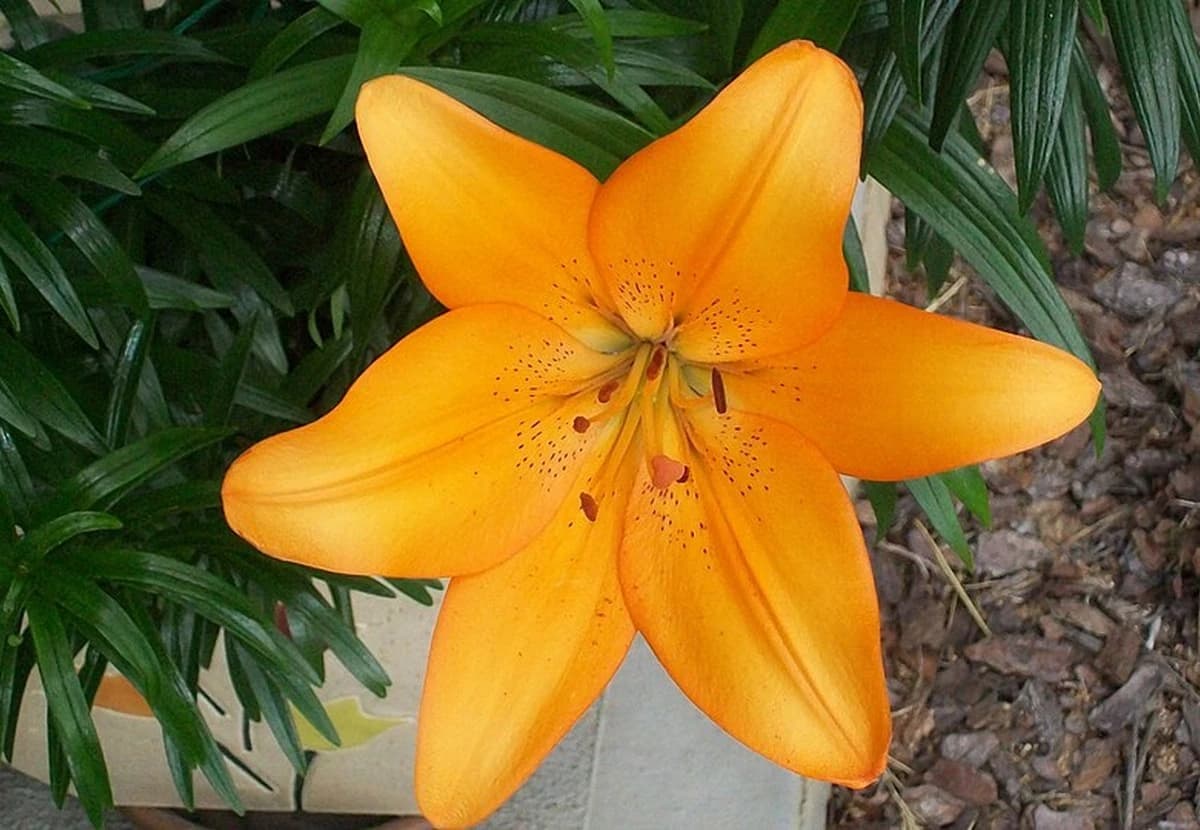 Orange Asiatic Lily