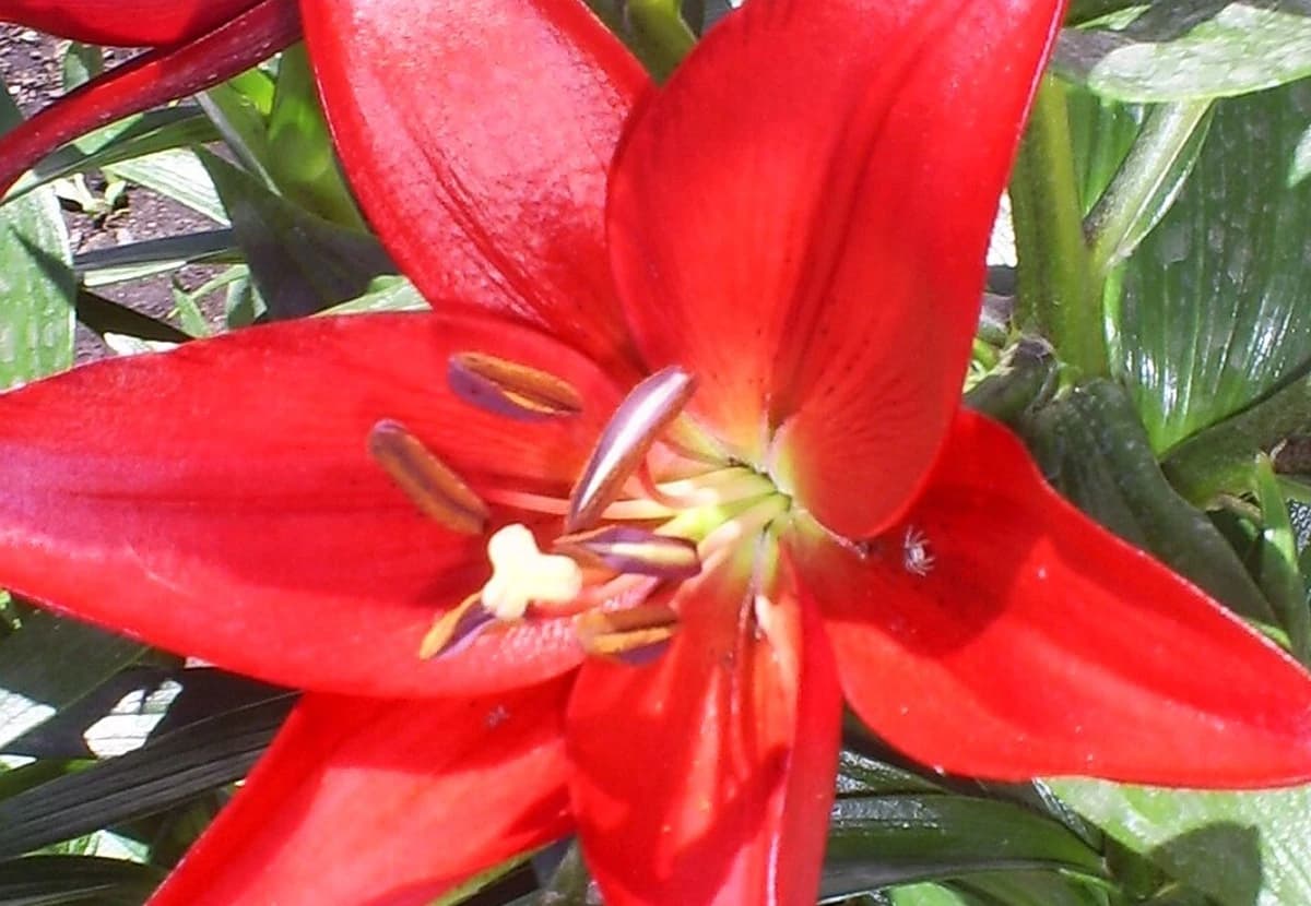 Red Asiatic Lily