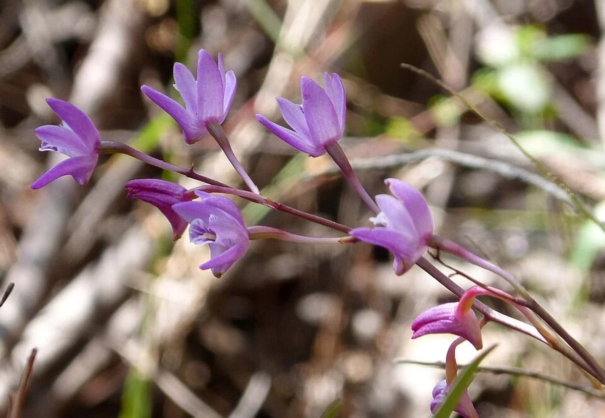 Pink Dendrobium Orchid