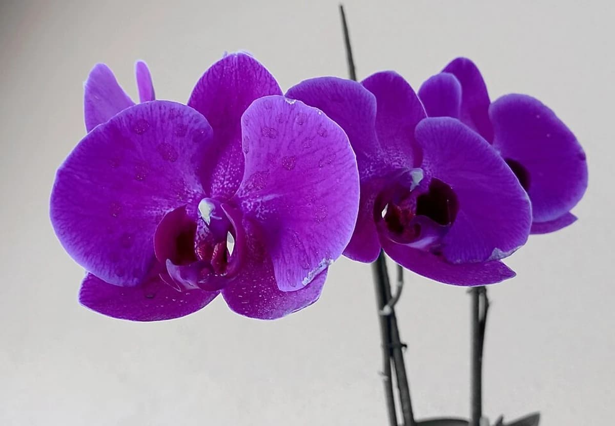 Purple Phalaenopsis Orchid