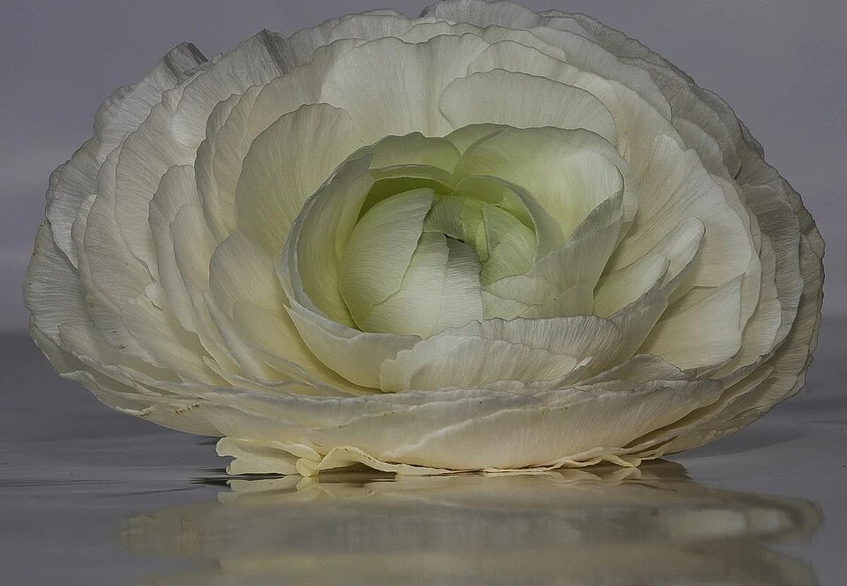 White Ranunculus