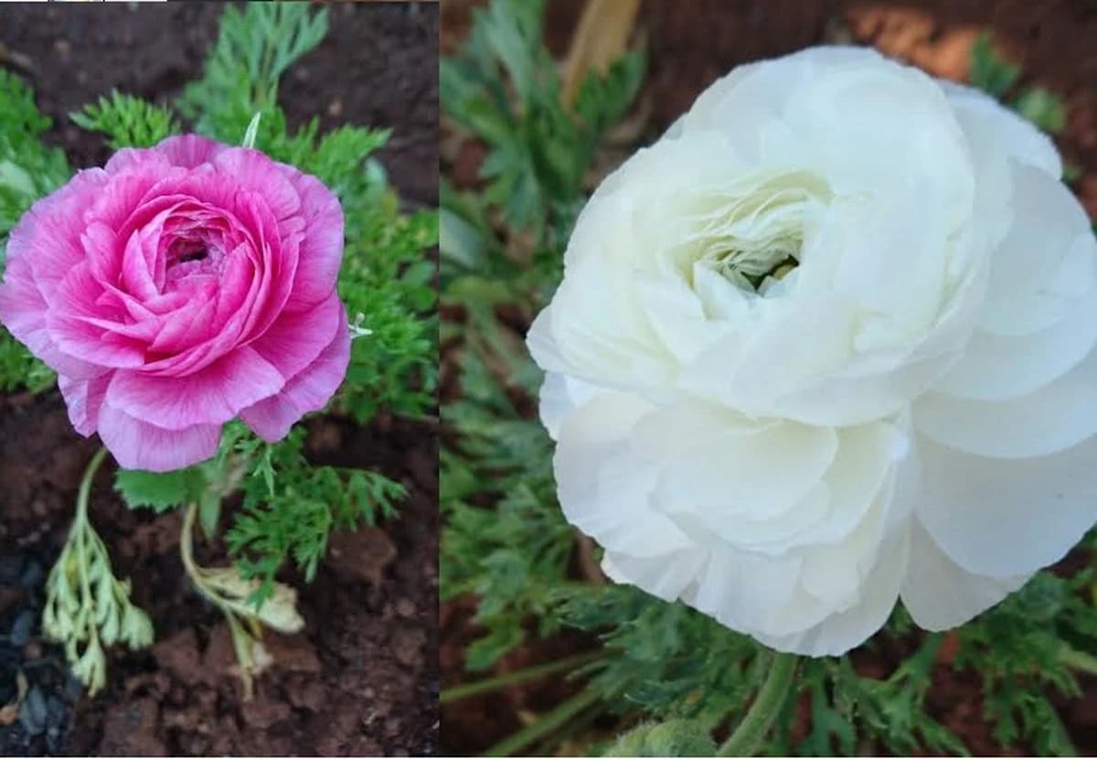 Pink Ranunculus