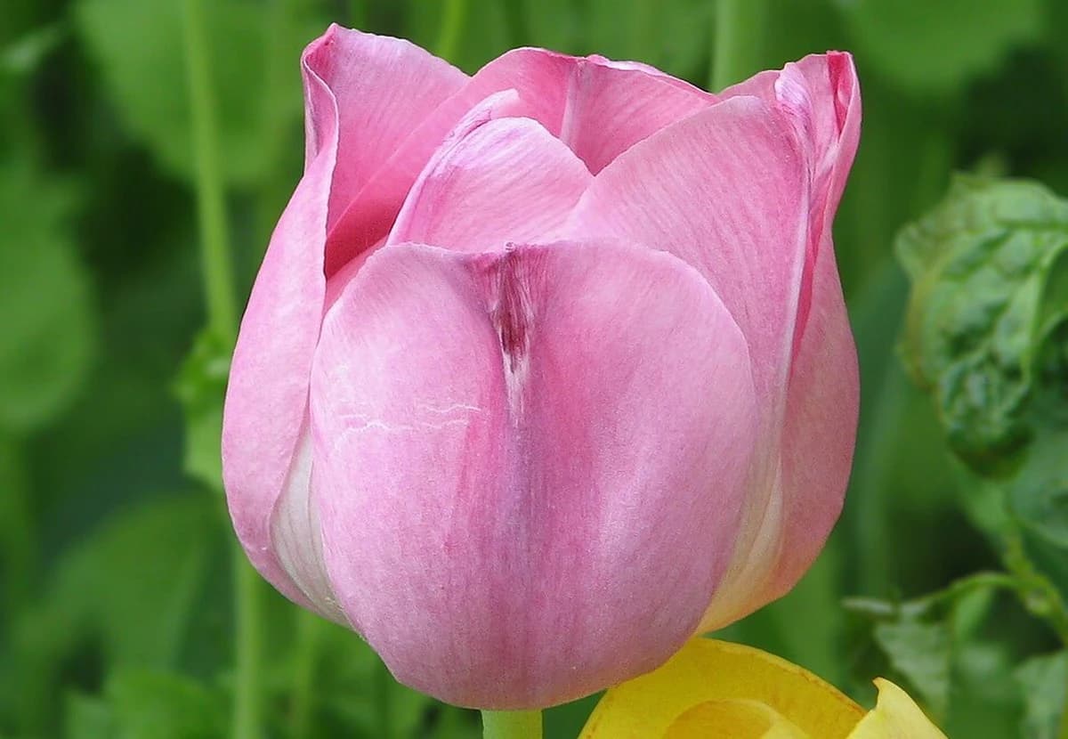 Pink Single Tulip