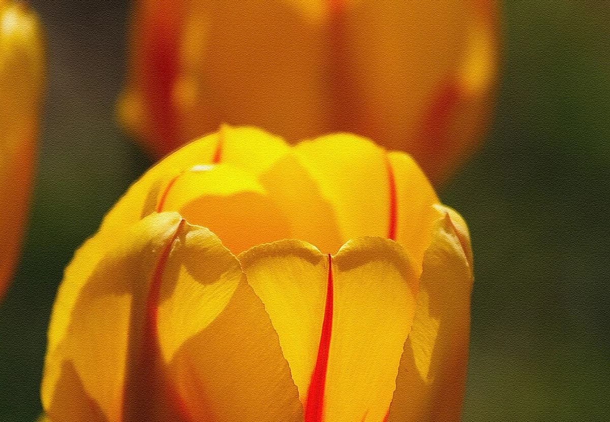 Yellow Single Tulip