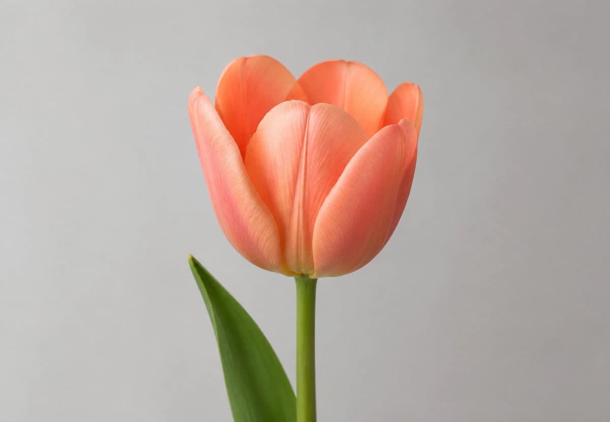 Peach & Salmon Single Tulip