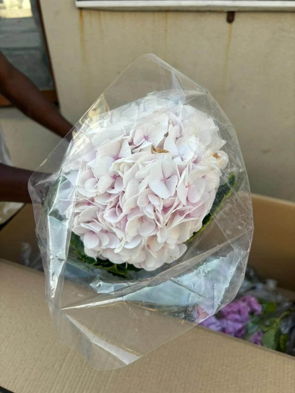 Pale Pink Hydrangea