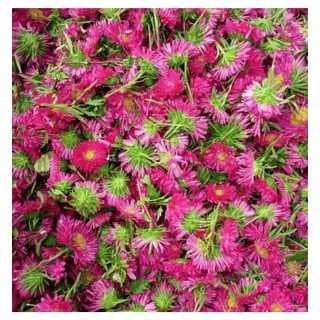 Pink Chamanthi