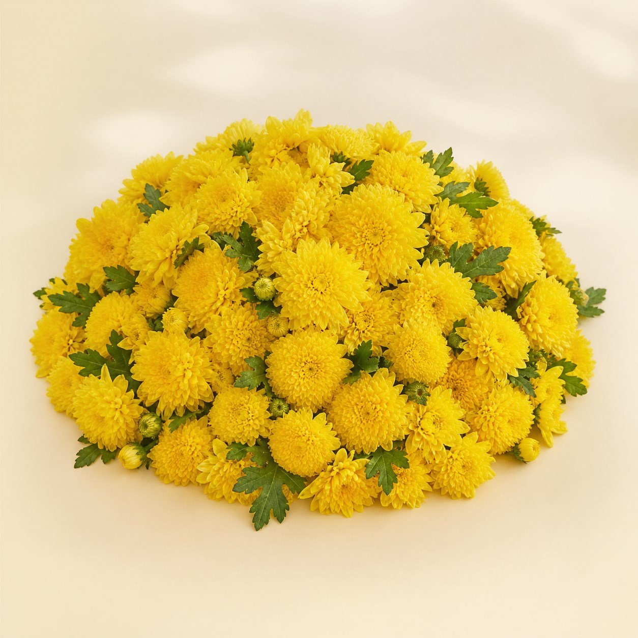 Yellow Sevanthi